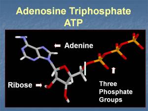 ATP_molecule