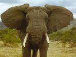Elephant-elephants-28788752-1024-768