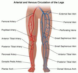 arterial-and-venous-circulation-of-the-legs