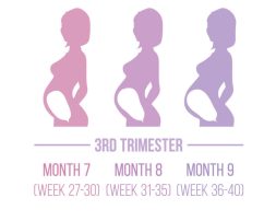 Pregnancy-Development-3rd-Trimester0-800x640